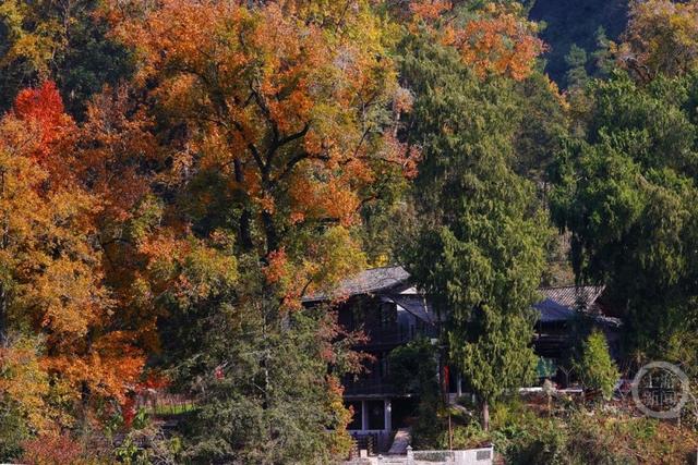 土家古枫寨 斑斓冬景美