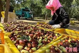 宁夏灵武长枣喜获丰收图片