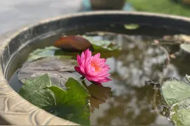 “清莲映日 荷湾夜雨”——市西流湖公园主题荷花展开幕图片