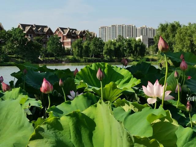 盛夏“荷”处去？三湘美景等你约……