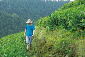 我在县城卖茶叶，离不开人情世故图片