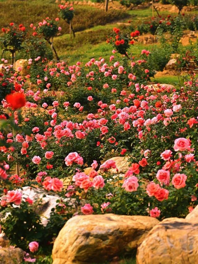 十二月限定浪漫 青秀山双花同绽迎冬韵