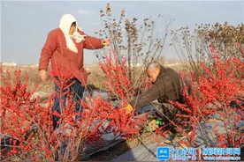 威海“小红果”化身致富“金豆子”图片