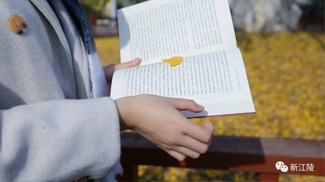 超出片！1900多岁的江陵资市银杏，金了~