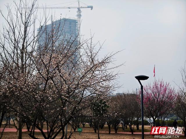 深冬腊月，去安乡八芒星广场寻找第一缕花香