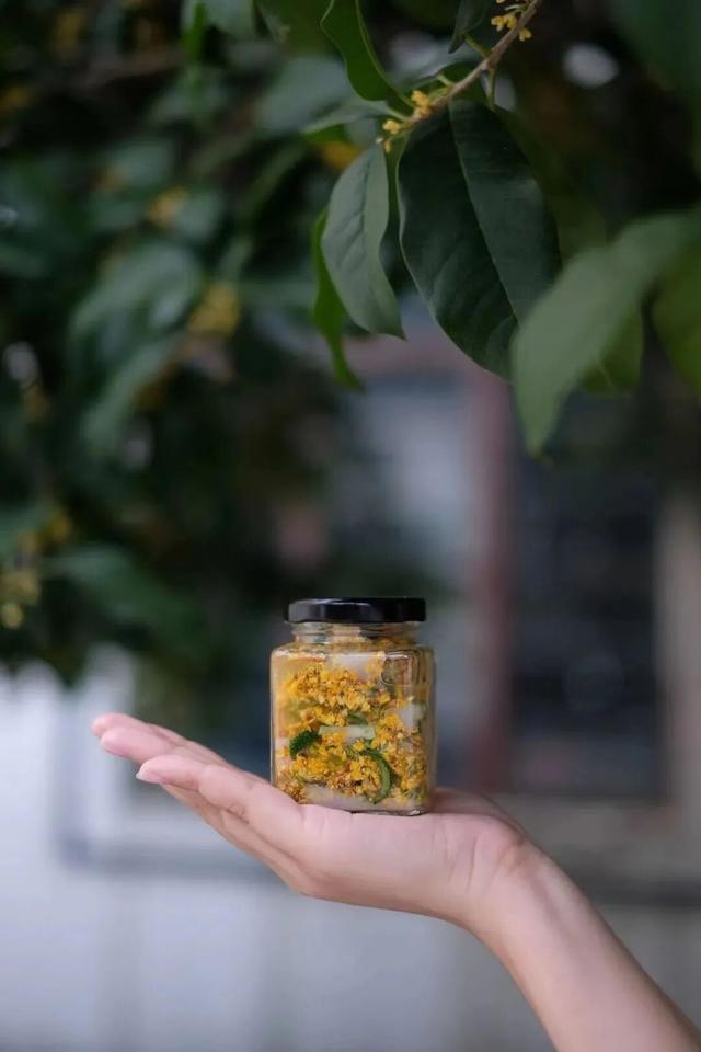 欢聚吴江· “香”遇桂花季丨上线了！吴江赏桂地图！