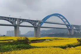 金黄花海映碧水！宜宾金沙江雪滩油菜花盛开，成市民踏春赏花“打卡地”图片