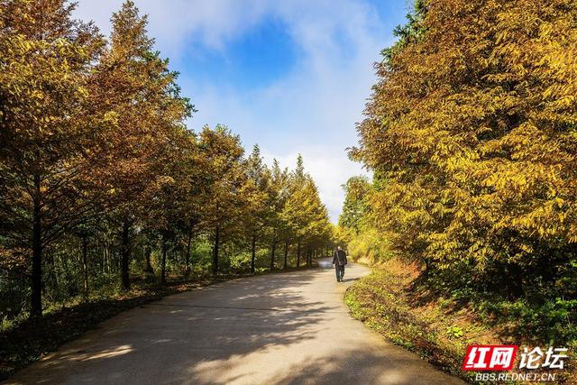 【每日一图@湖南】秋去冬来，赴一场怀化水杉林的红黄盛宴