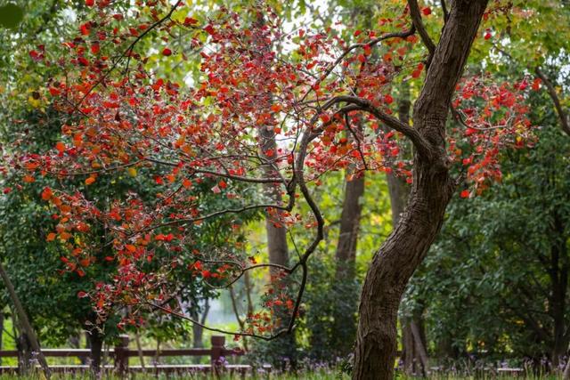 一大波美图袭来！长宁赏秋秘境藏不住啦～