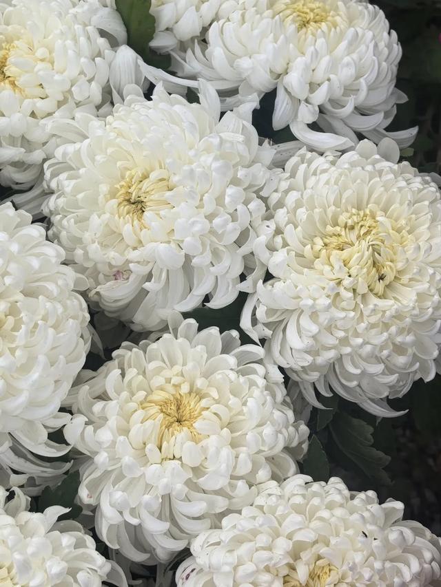 现在的黔南，已经美成这样了→