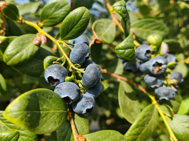 央视大片《珠江》里的花都⑤：山水滋养的田园至味