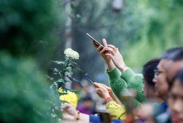 千株万朵菊花开，深秋又有春意来