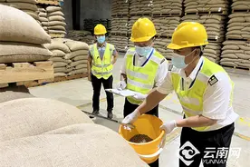 普洱咖啡豆走出“国际范”图片