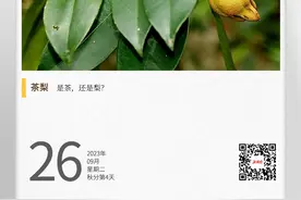 湖湘自然历｜新榜题名㉗谁养的“小猪”，挂在树上图片