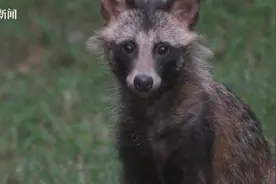 申城超300处发现貉 首个“貉谐社区”科普馆建成图片