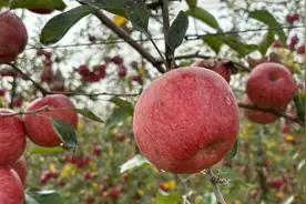 昭阳红苹果何以“卖得俏”？图片