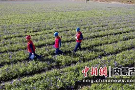 赤峰松山区：“丰”光无限好 电力助秋收图片