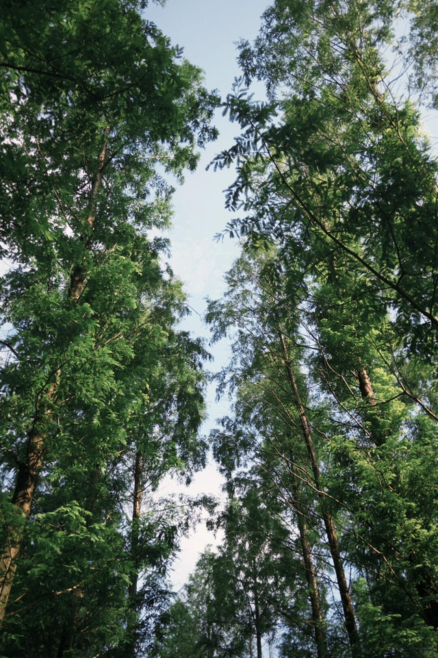 文旅湘江丨绝对不可以，错过长沙版的「秋日芦苇海」