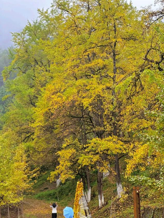 八闽秋冬，藏着一片金色童话