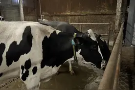 “牛”技术，助力养好牛图片