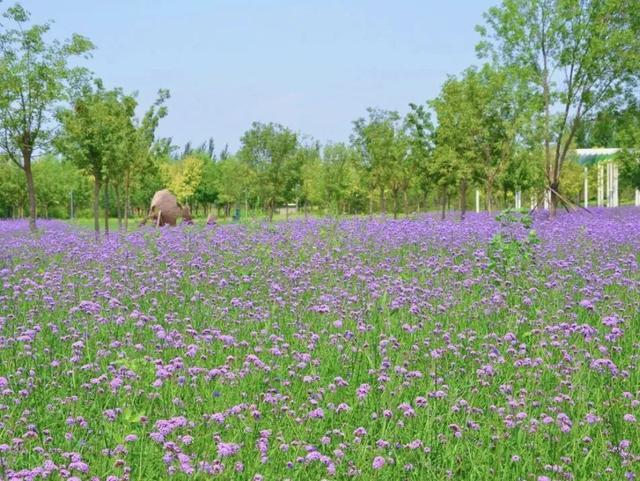 顺义夏日图鉴：逛吃、狂欢、疗愈，承包您的完美假期
