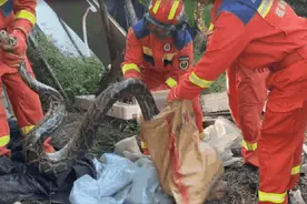 可怕！福州永泰发现巨蟒！还有好多蛋……消防员紧急处理图片