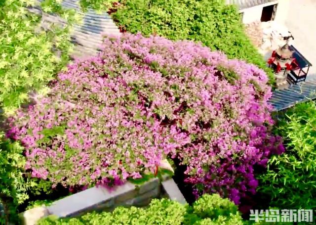 崂山明霞洞百年紫薇盛放，古木繁花绘就盛夏画卷