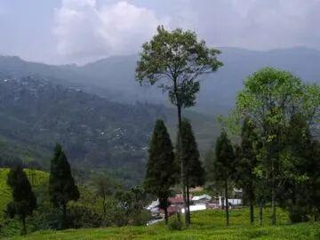 大吉岭，不只有红茶 | 范慕尤