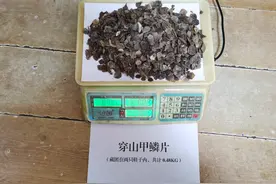 两名女子携带穿山甲鳞片入境被腾冲边检站查获图片