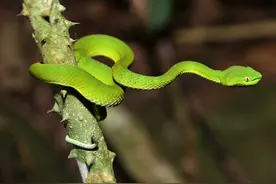警惕蛇出没！深圳这11家医院可就诊图片