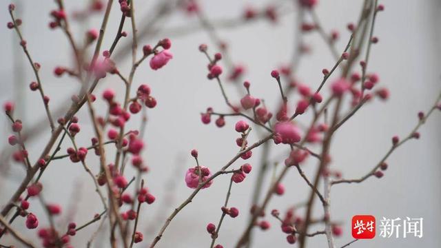 寒冬至、梅香来！镇江三山、南山、宝塔山等景区梅花陆续开放