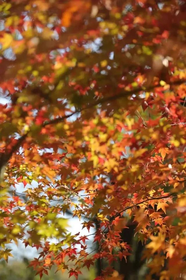 秋日特调！南京“西红柿炒蛋”皮肤已限时上线！