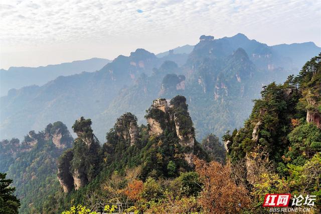【每日一图@湖南】秋冬自驾必冲！张家界黄石寨暖阳峰林美到出圈