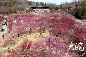 组图丨春景醉人 淮南舜耕山梅园进入盛花期图片