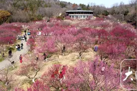 组图丨春景醉人 淮南舜耕山梅园进入盛花期图片