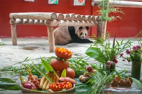 祝这位熊猫“前辈”生日快乐！生活在杭州的大熊猫丽丽十九岁了图片