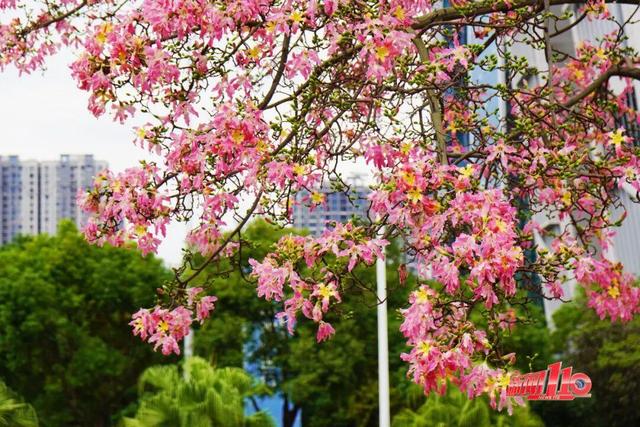 “顶流”回归！近期，福州大量出现
