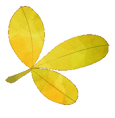 枫叶、梧桐、银杏、乌桕……上海市中心这个免费公园换上了五彩斑斓的秋装→