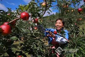 大理祥云：高山苹果喜获丰收图片