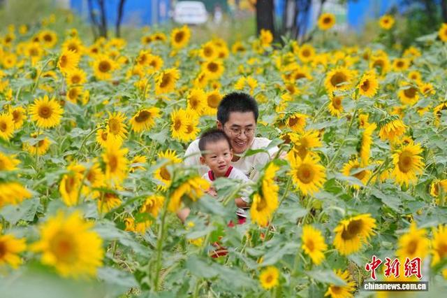 北京凉水河公园向日葵盛放引客来