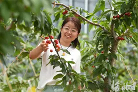 河北宁晋：特色种植助力乡村振兴图片