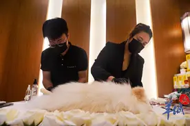 图集 丨当爱宠离开时，我们如何与它告别图片