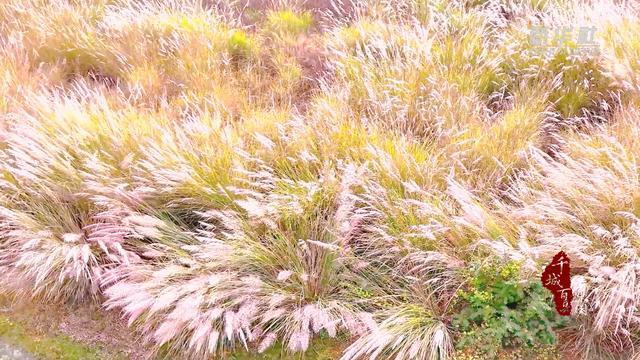 千城百县看中国｜湖南隆回：芦花摇曳赧水美