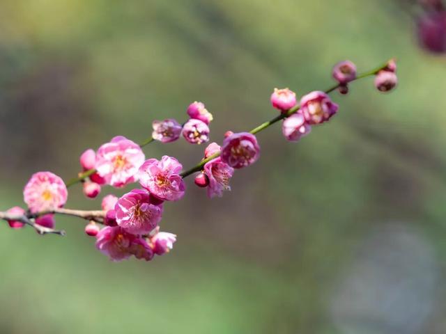 暗香浮动！晋宁郑和公园梅花凌寒绽放