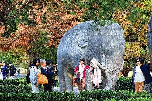 石象路“最美600米”秋景引游客