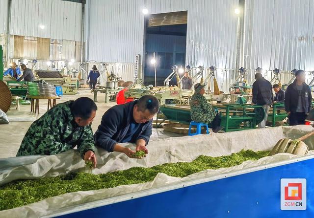 春天就要上茶山！来荣县，饮一口最早的春日鲜醇