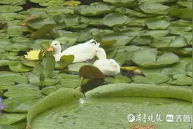 近百种睡莲等你来观赏！青岛第四届荷花节开幕图片