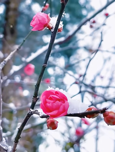 踏雪寻梅！来河南邂逅冬日限定浪漫吧