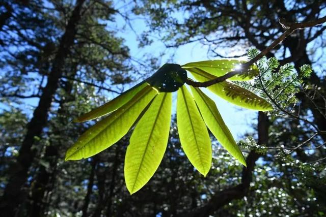 【丽江分享】老君山九十九龙潭冬日“限定美景”已上线