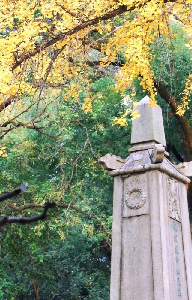 武昌赏秋天花板！这条被推荐100次的山路，迎来最美时刻